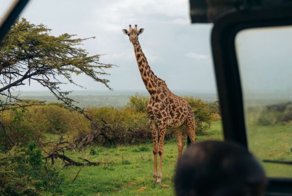 PORTFOLIO: Group Safari in the Serengeti