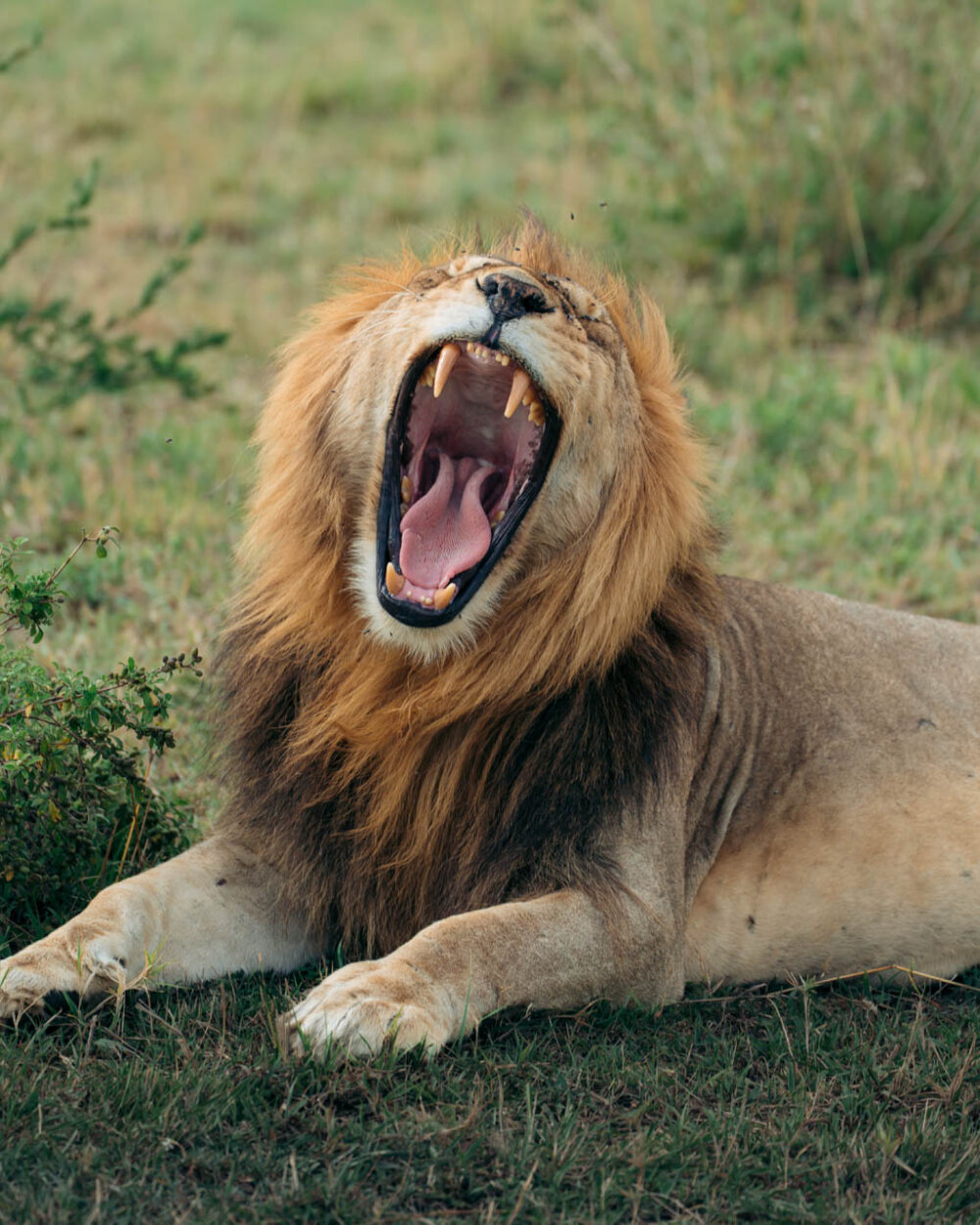 RunFromRoutineSafari_Group 1-2